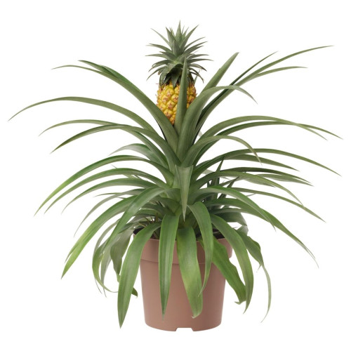 ANANAS АНАНАС