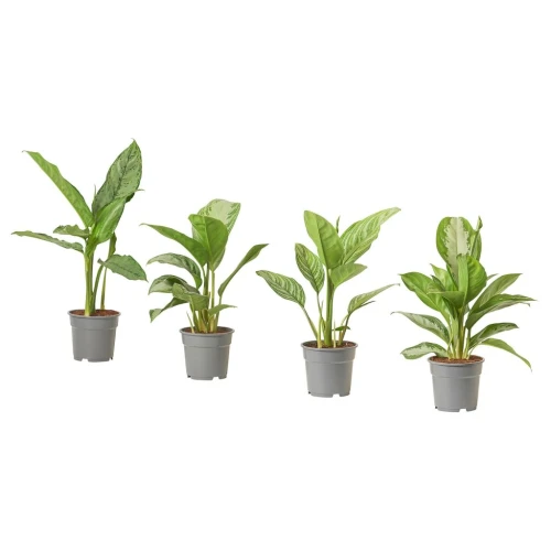 AGLAONEMA АГЛАОНЕМА