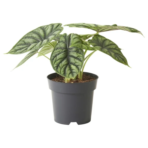 ALOCASIA АЛОКАЗИЯ