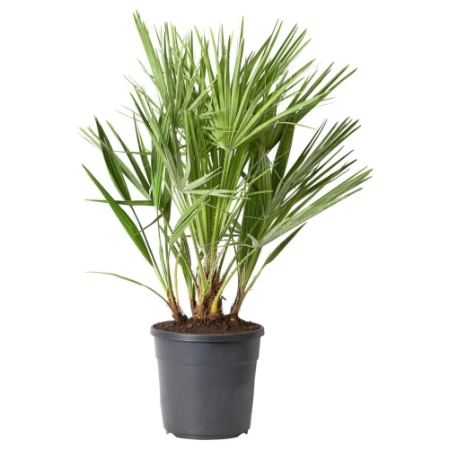 CHAMAEROPS HUMILIS ХАМЕРОПС