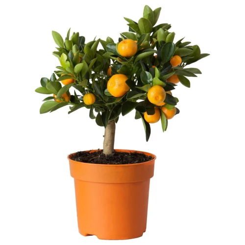 CITRUS ЦИТРУС