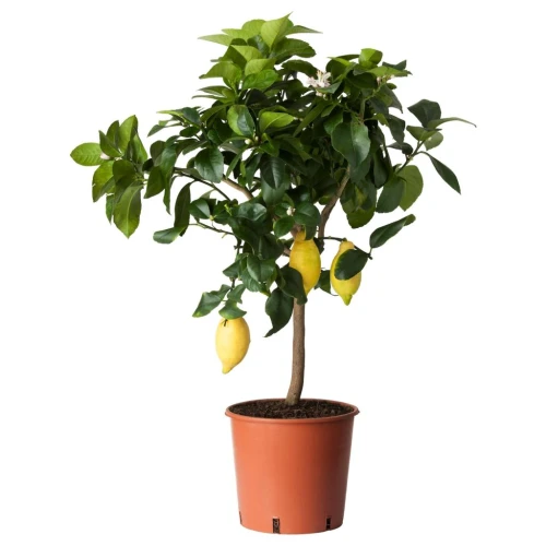 CITRUS ЦИТРУС