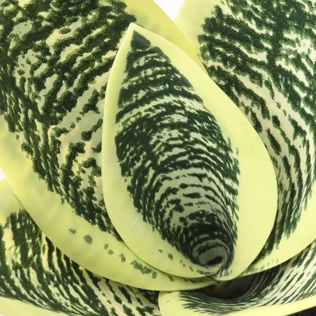 FEJKA ФЕЙКА — изображение 3