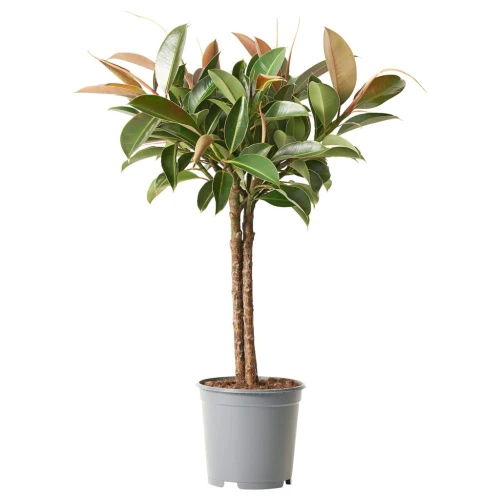 FICUS ФИКУС