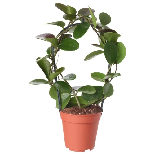 HOYA ХОЙЯ