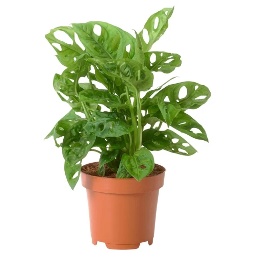 MONSTERA ADASONII МОНСТЕРА АДАНСОНА
